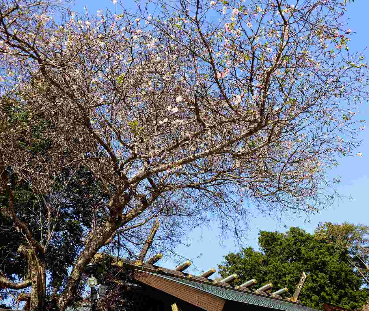 千葉県野田市・「櫻木神社」境内の十月桜