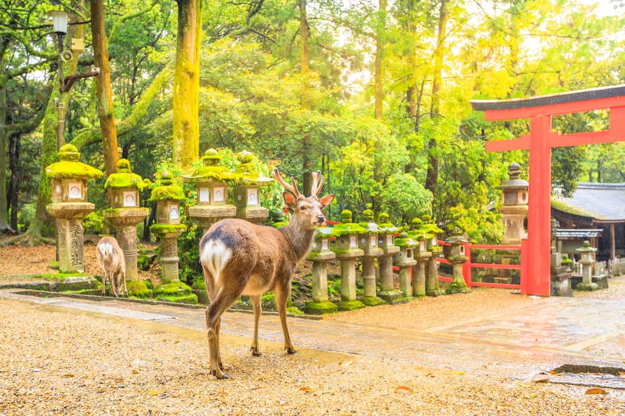 奈良県・奈良公園の鹿