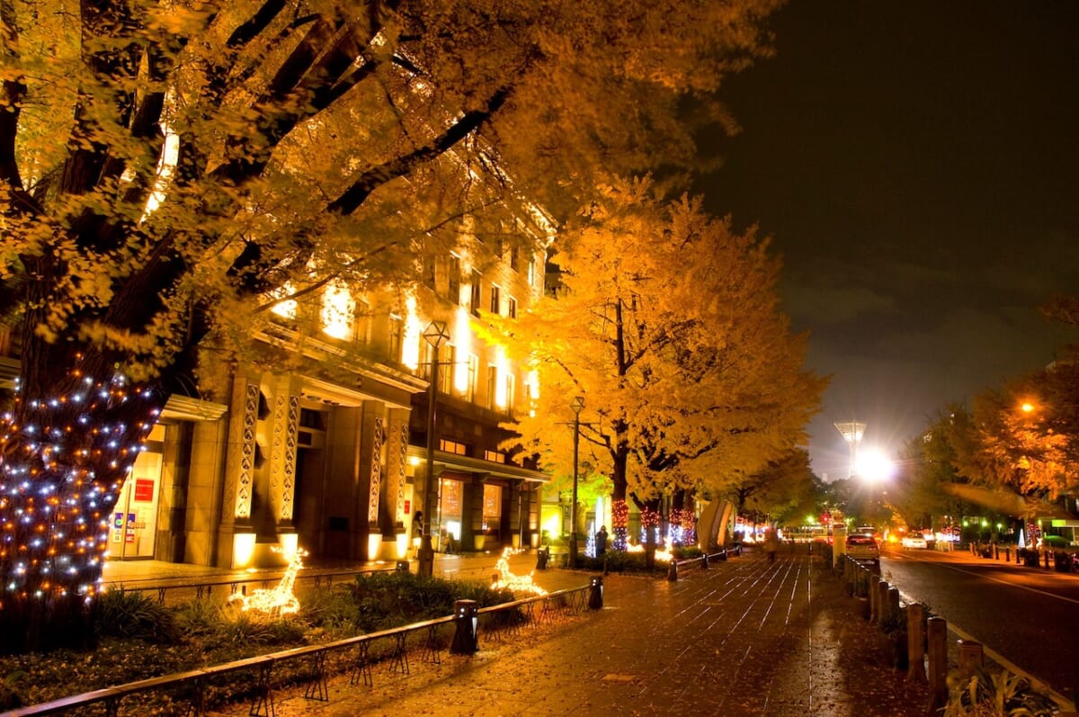 日本大通りのイチョウ並木  ライトアップ　©︎ Yokohama Visitors Guide