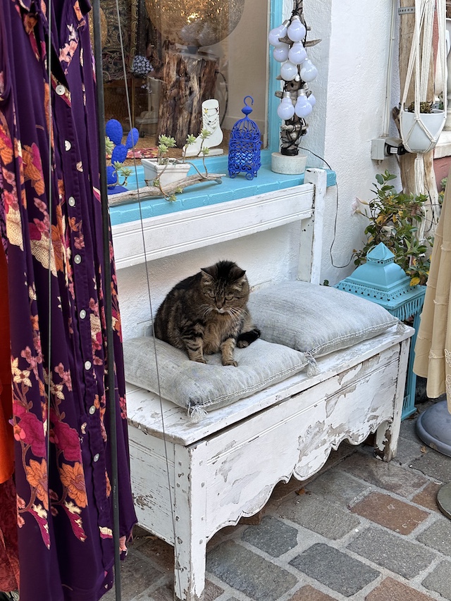 南仏ではお店の外のベンチにネコが寝ていたり