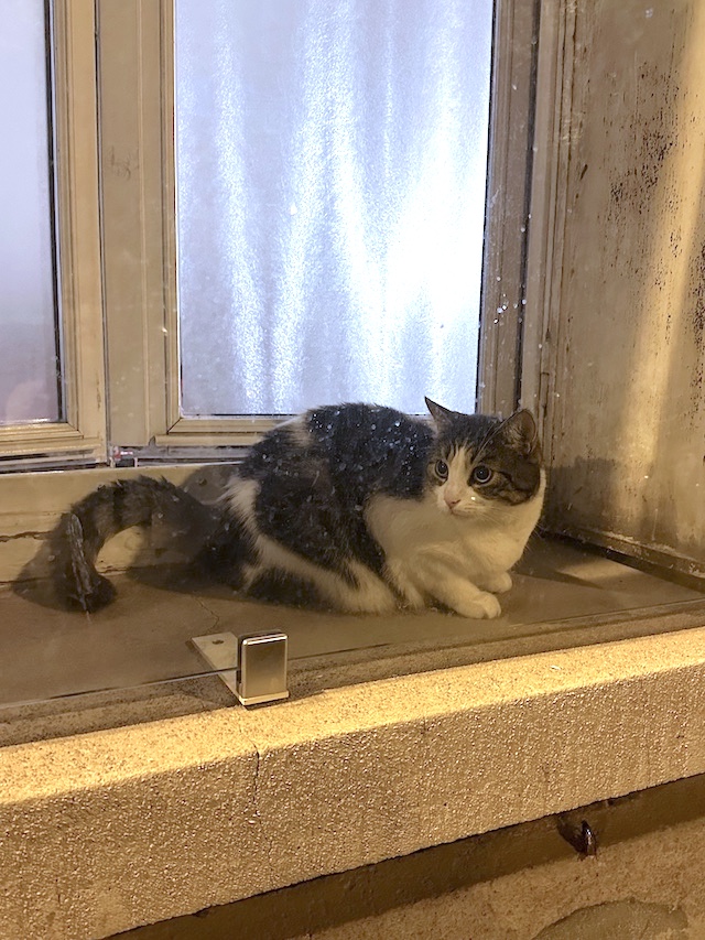 窓辺の猫　フランス