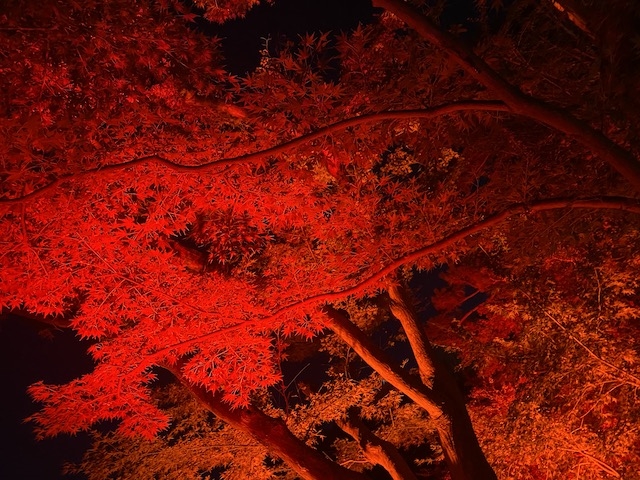 八芳園　秋のライトアップ