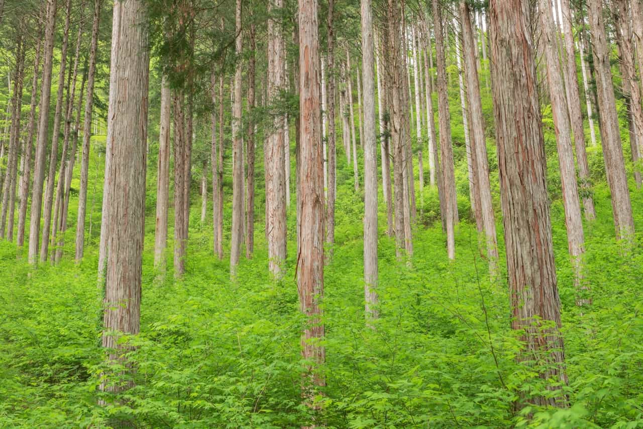 長野県・木曽ヒノキの林