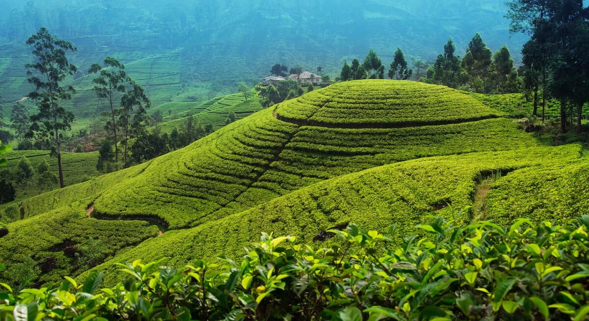 Nuwara Eliya　ヌワラエリア　スリランカ　紅茶畑