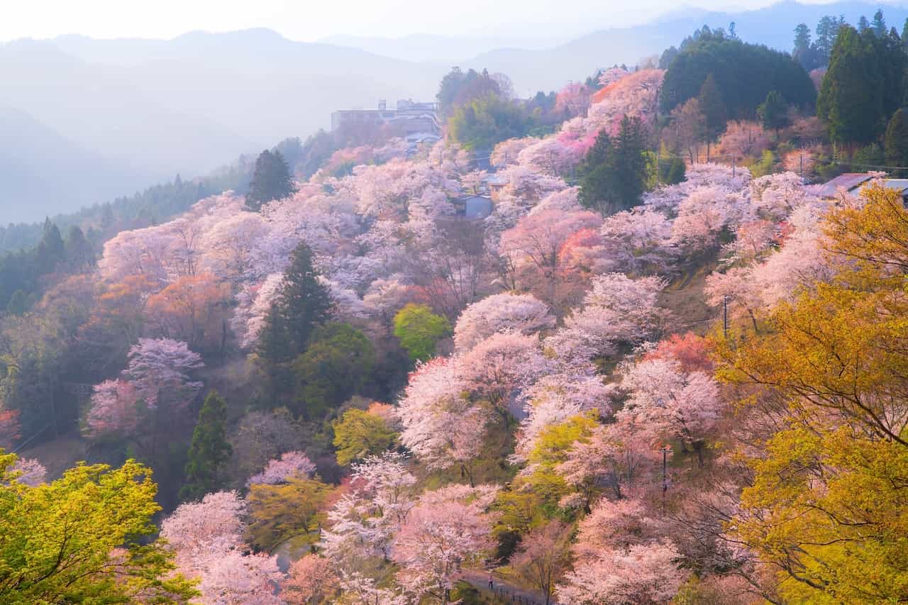 奈良県「吉野山」の桜