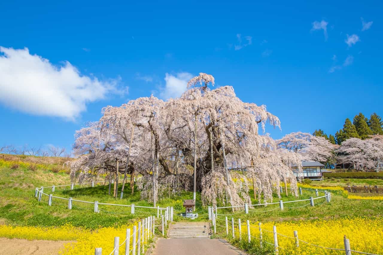 福島県「三春の滝桜」