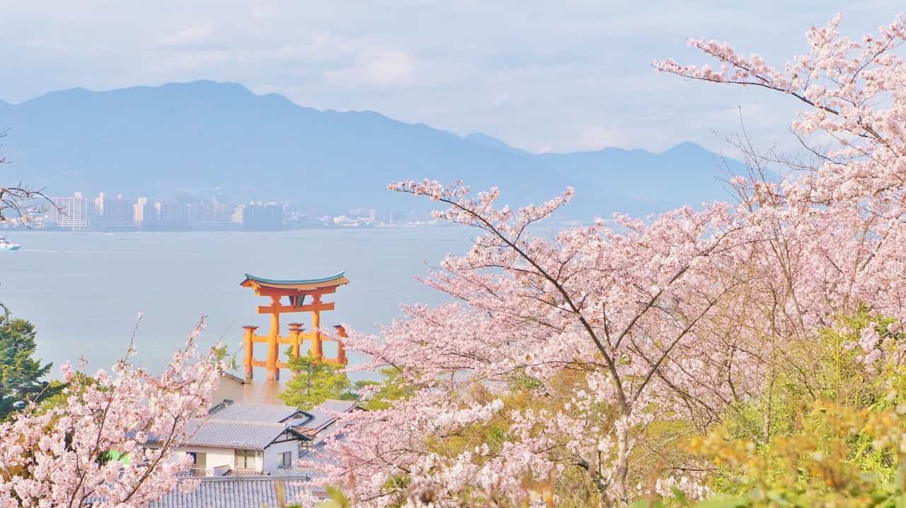 広島県「安芸の宮島」の桜