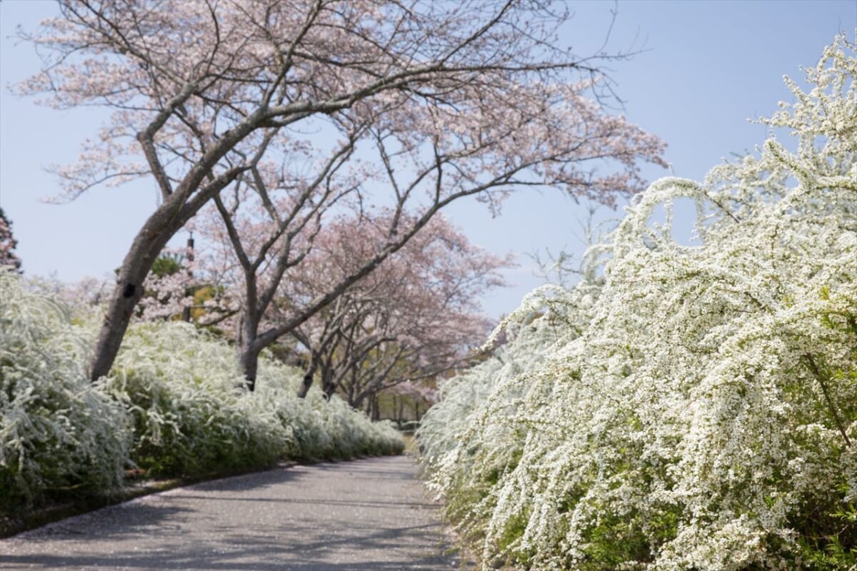 【愛知県豊田市】定番の桜スポットや隠れ人気お花見スポットまで！デジタルスタンプラリーを開催中