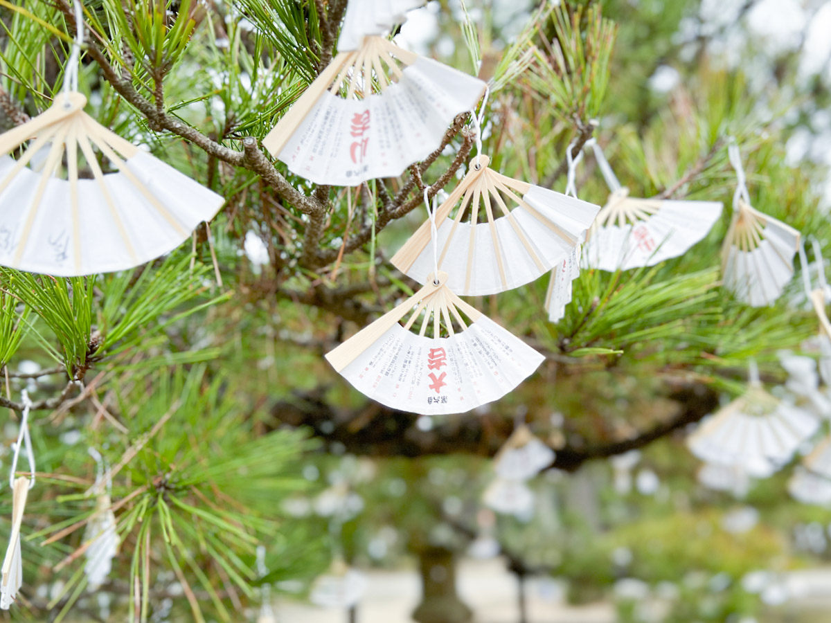 智恩寺の松の木にたくさんの扇子がぶら下がっている様子を見ることができます