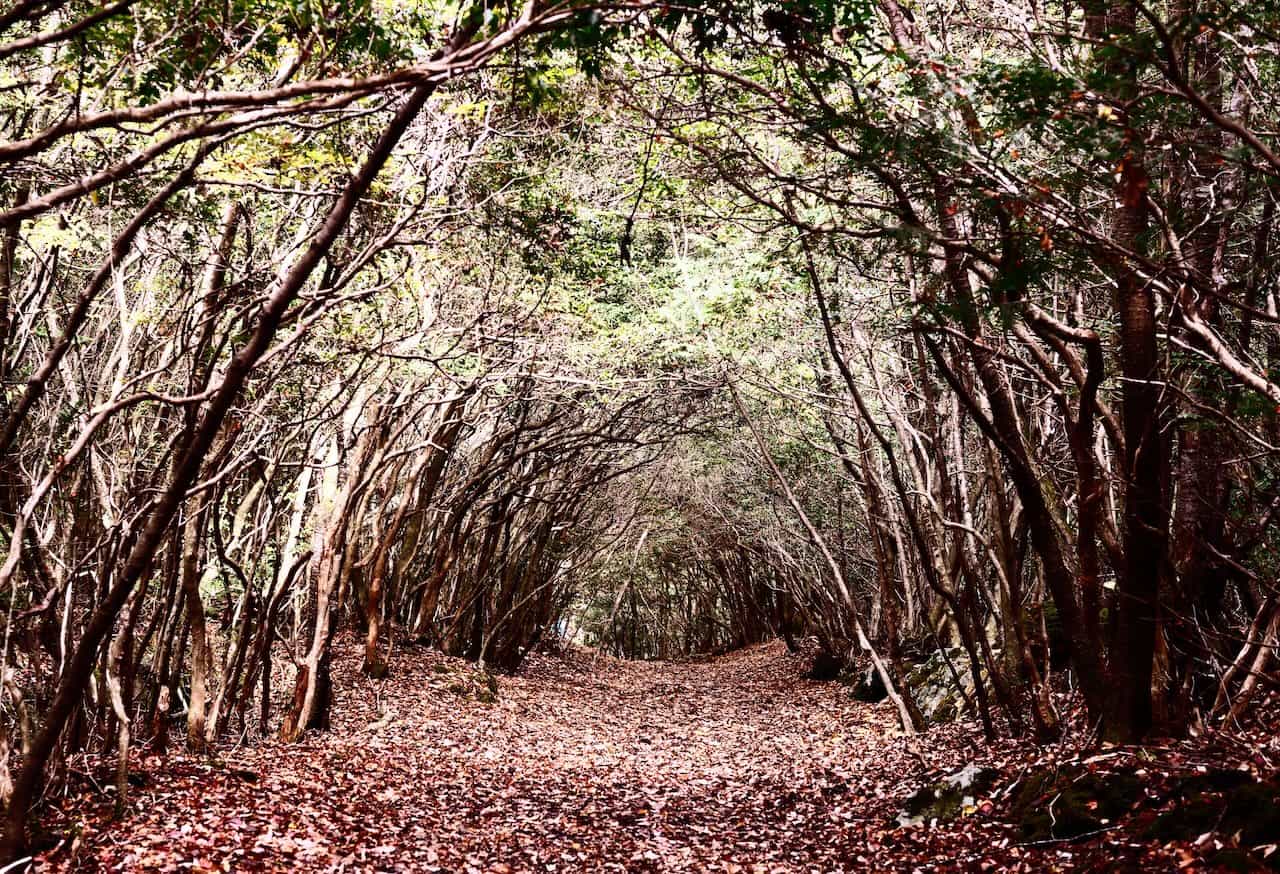 青木ヶ原樹海のトンネル状になった木々