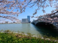 新潟県・萬代橋（ばんだいばし）と桜