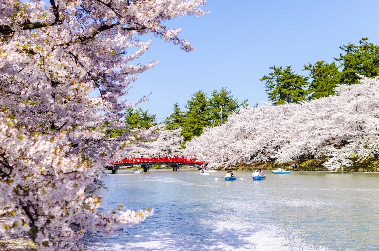 青森県弘前公園の桜