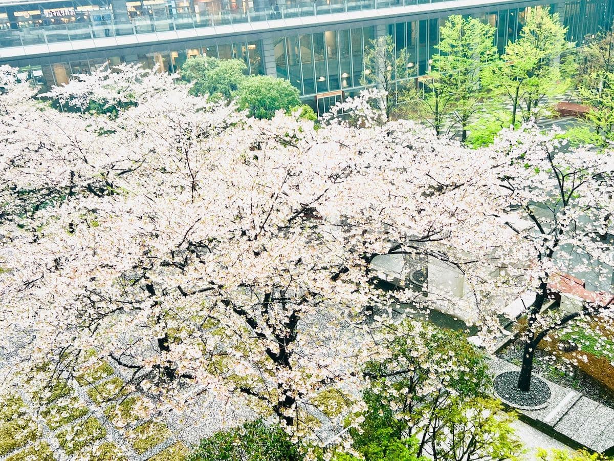 品川インターシティ　2024　上からの桜