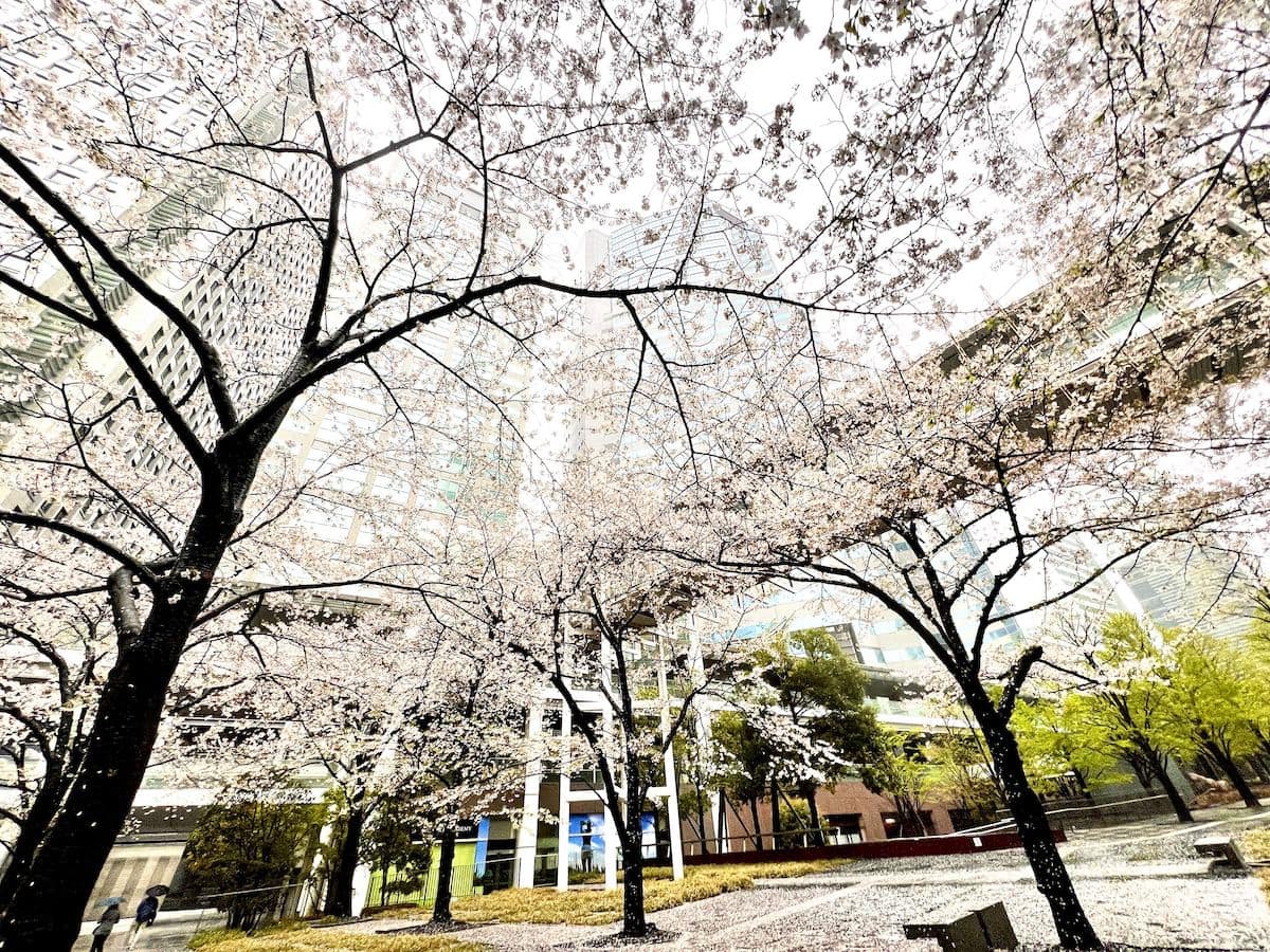 品川インターシティ　2024　桜