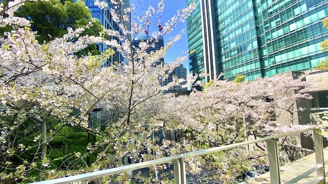 六本木一丁目　2024 桜　橋の上から泉通りの桜並木をのぞむ