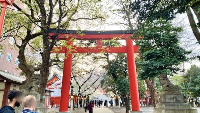 新宿　花園神社　桜　2024