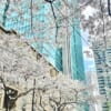 六本木一丁目　2024 桜　高層ビルと桜