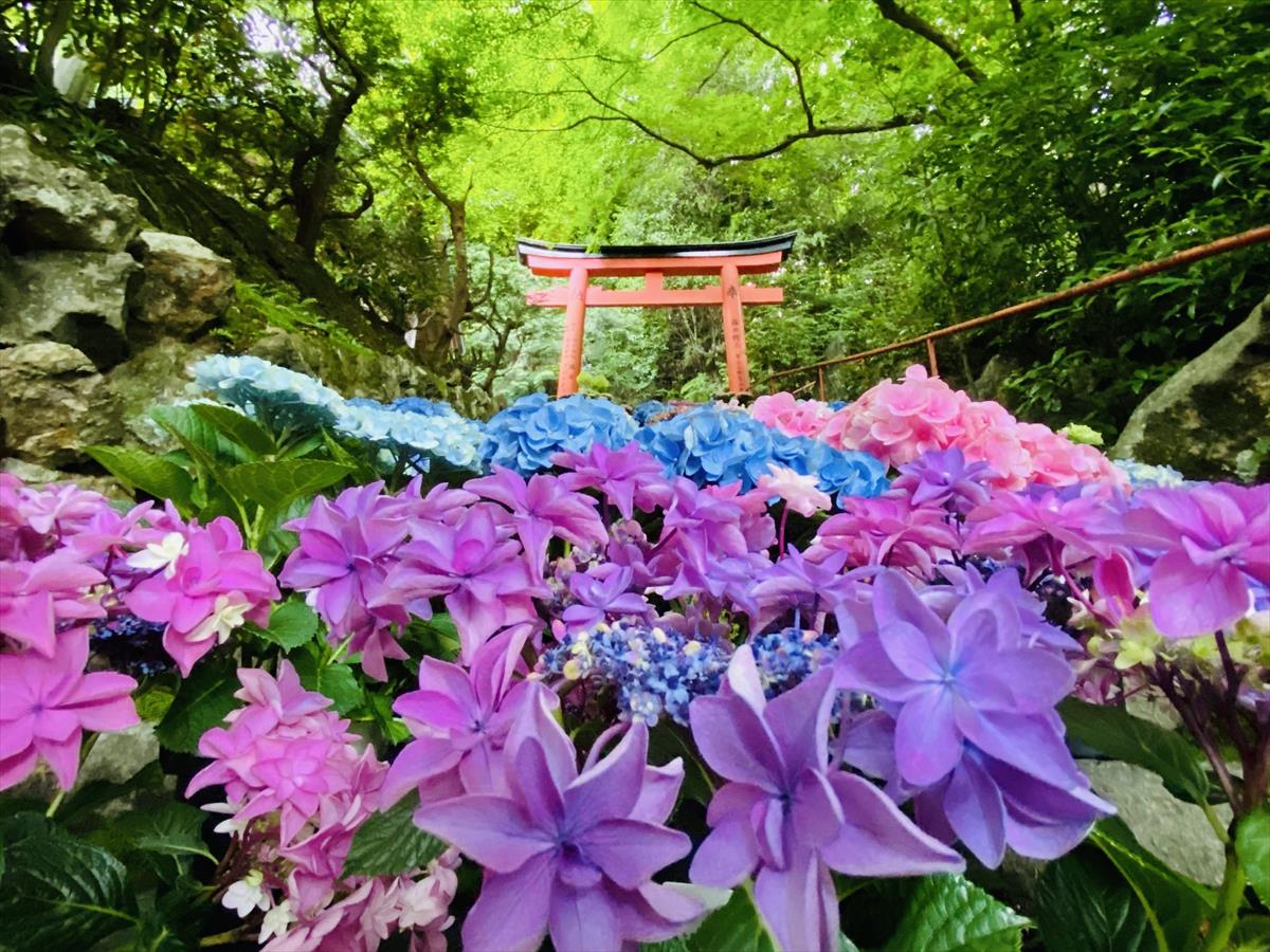 【京都最大規模のあじさいイベント】柳谷観音で「あじさいウィーク」開催中！ライトアップや花手水も