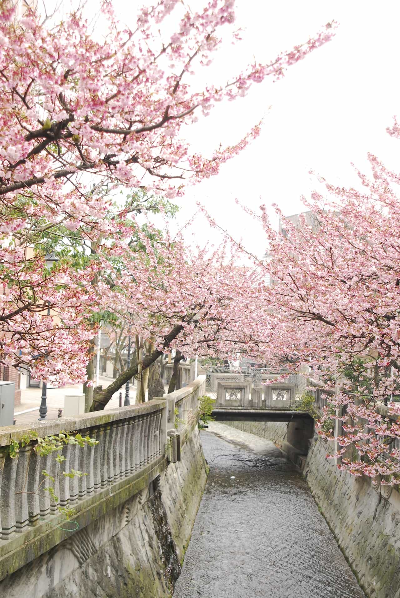 静岡県熱海市糸川遊歩道の桜並木