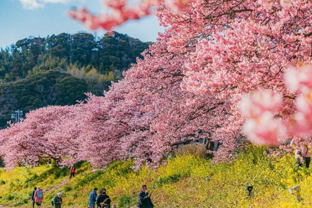 みなみの桜と菜の花まつりツアー