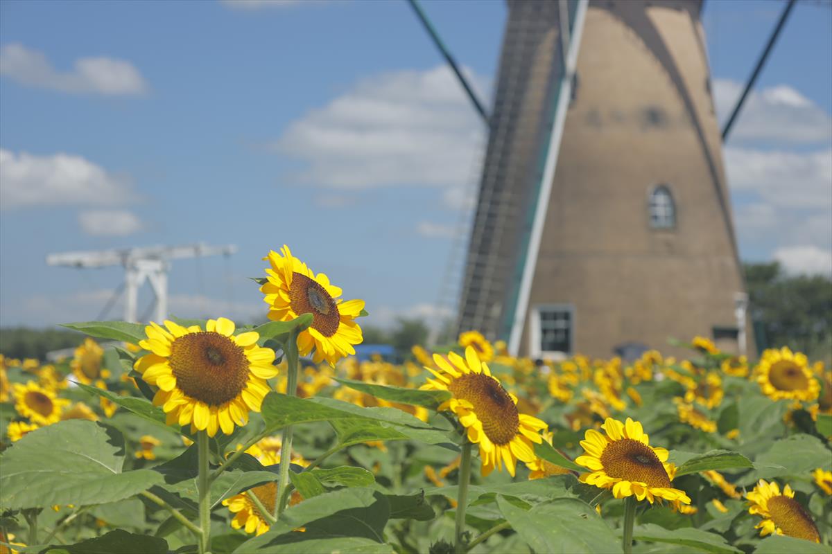【15,000本のひまわりが咲き誇る絶景】青空と風車をバックに黄金の絨毯！千葉県佐倉市で「風車のひまわりガーデン」開催