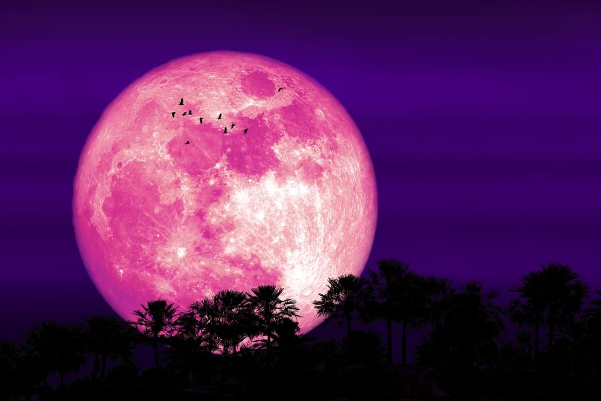 【6月22日はストロベリームーン】いつ見られる？紫陽花にやさしい光を注ぐ月の意味とは？