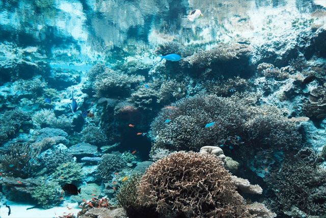 美ら海水族館　サンゴ礁