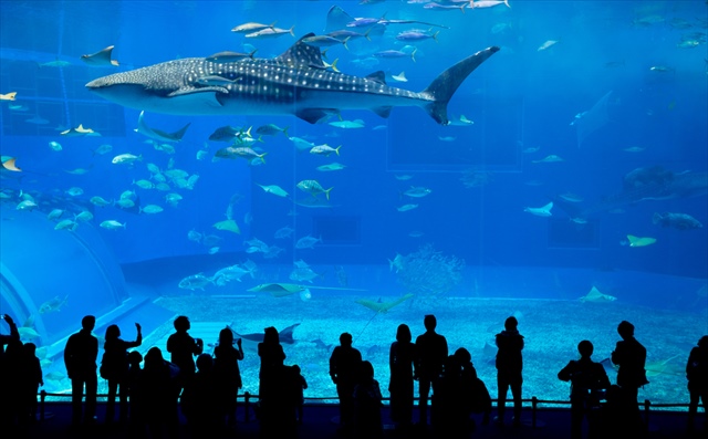 美ら海水族館　ジンベエ