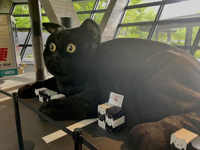 大きな黒猫