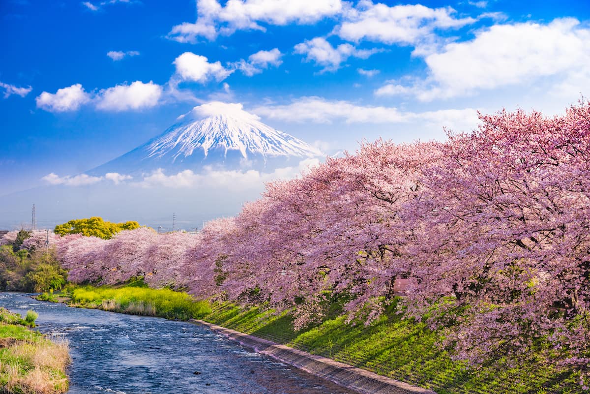 富士山　桜並木　川　雲