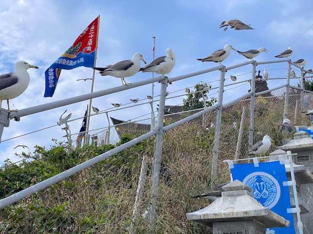 青森県八戸市鮫町　蕪嶋神社　蕪島　階段の柵　ウミネコ