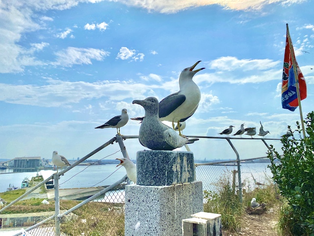 青森県八戸市鮫町　蕪嶋神社　蕪島　ウミネコのオブジェ　雄叫びを上げるウミネコ