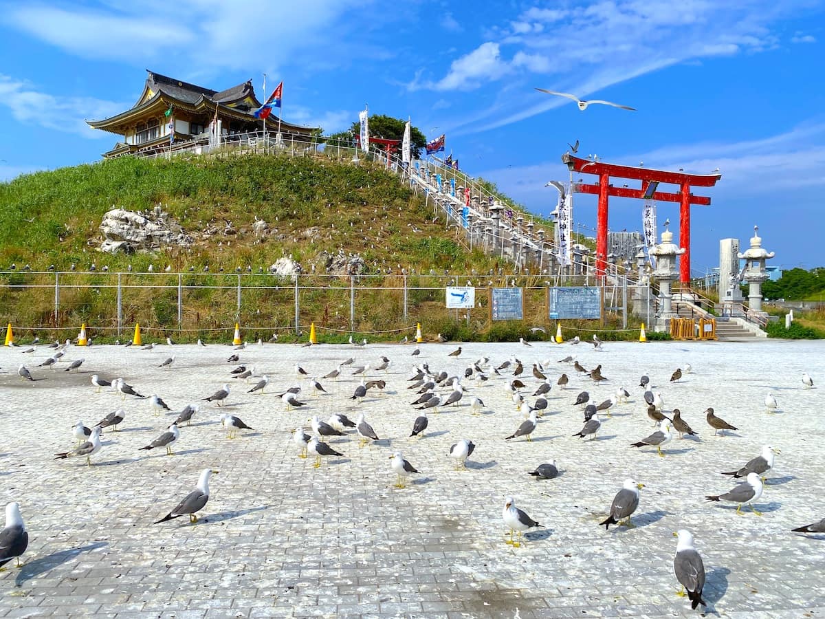 青森県八戸市鮫町　蕪嶋神社　蕪島　広場　ウミネコ