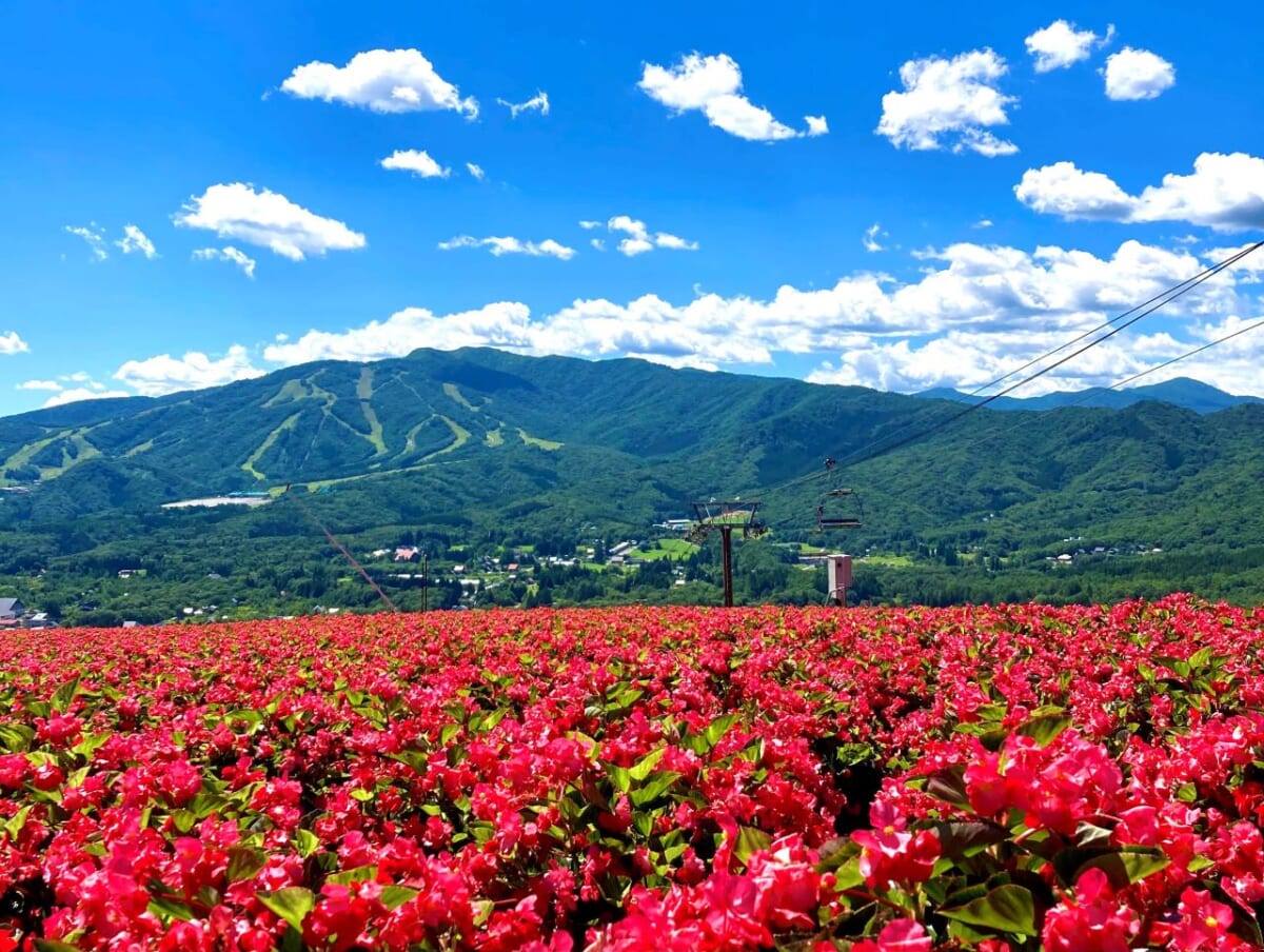 【岐阜県郡上市・高原リゾート「ひるがのピクニックガーデン」】1万5千株のベゴニアが圧巻！新フォトスポットも登場