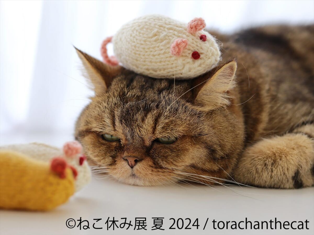 【癒やしに満ちた”猫の祭典”】「ねこ休み展」夏の本祭2024が開催！人気クリエイターによる写真とグッズが集合