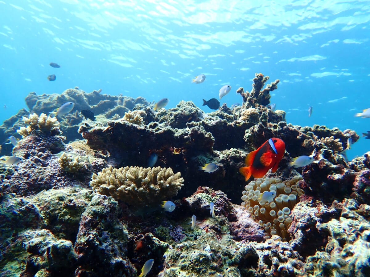 幻の島「浜島（はまじま）」シュノーケル