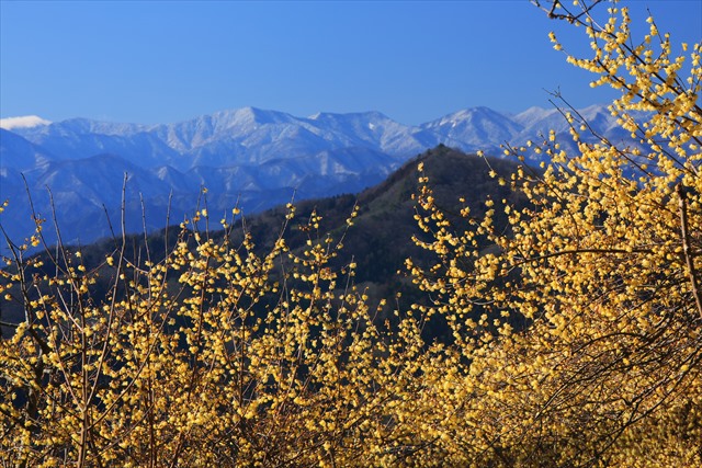 宝登山　トップ