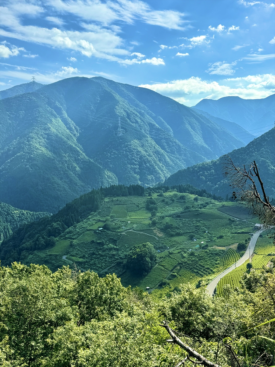 【天空の茶畑「岐阜のマチュピチュ」ってどんなところ？】山登りの先に絶景あり！行き方や注意点を現地ルポ