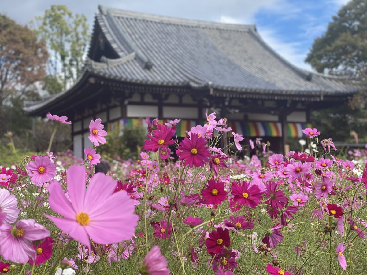 【奈良の絶景！コスモス寺＜般若寺＞】美しすぎる花手水舎やコスモスグラスキューブも