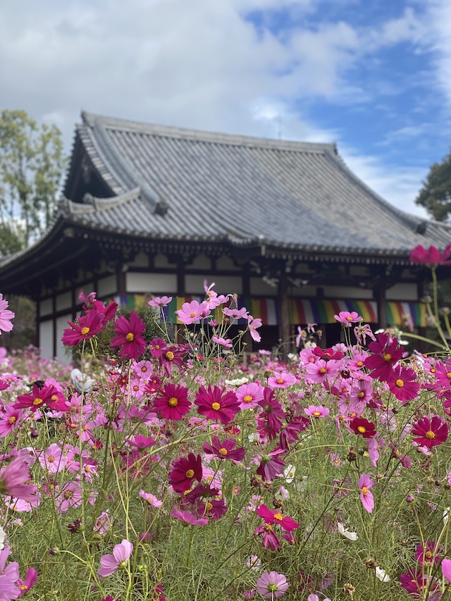 般若寺　コスモス寺　奈良