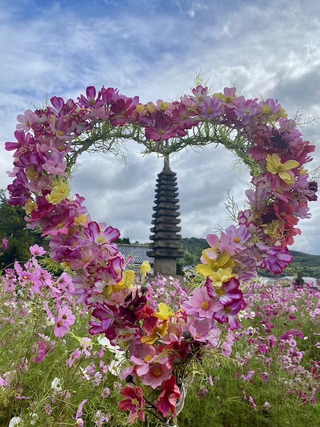 般若寺　コスモス寺　奈良　花のリース