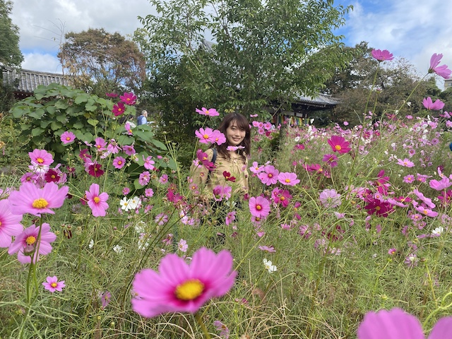 般若寺　コスモス寺　奈良