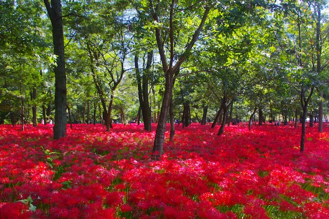 一面の彼岸花