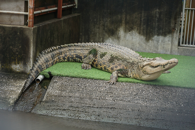 べっぷ地獄めぐり　鬼山地獄2