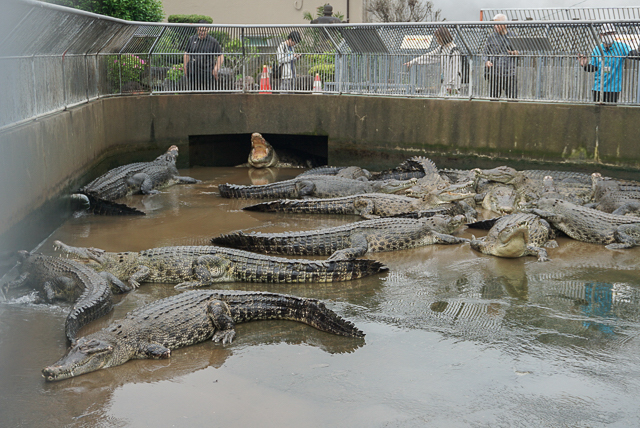 べっぷ地獄めぐり　鬼山地獄3