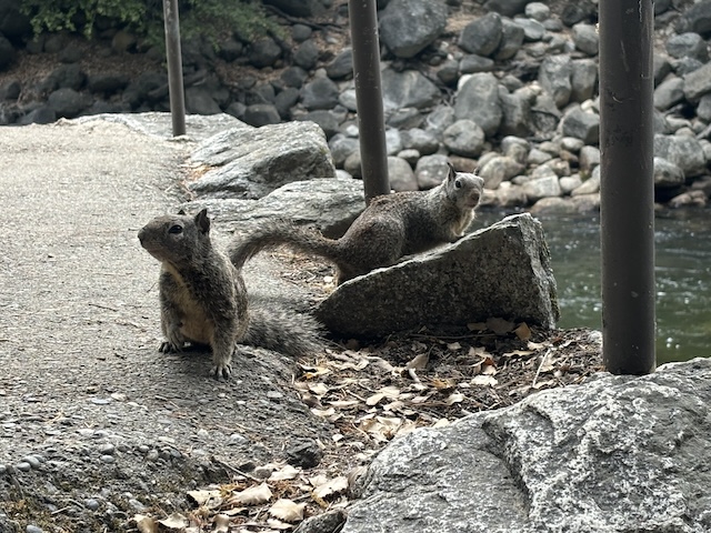 ヨセミテのリス