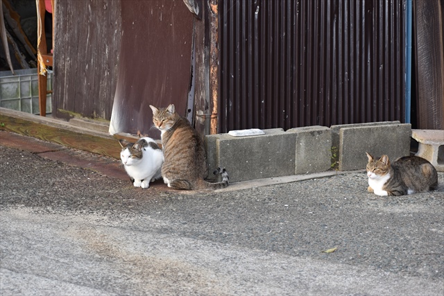 野良猫