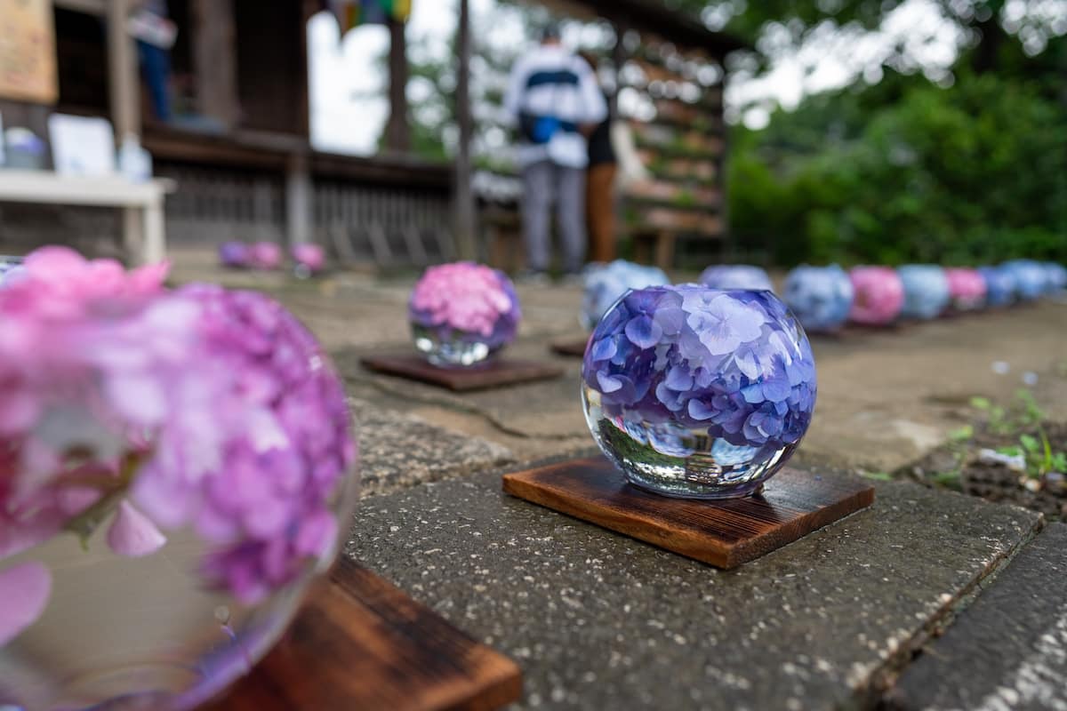 般若寺　コスモス寺　アジサイガラスボール　紫陽花