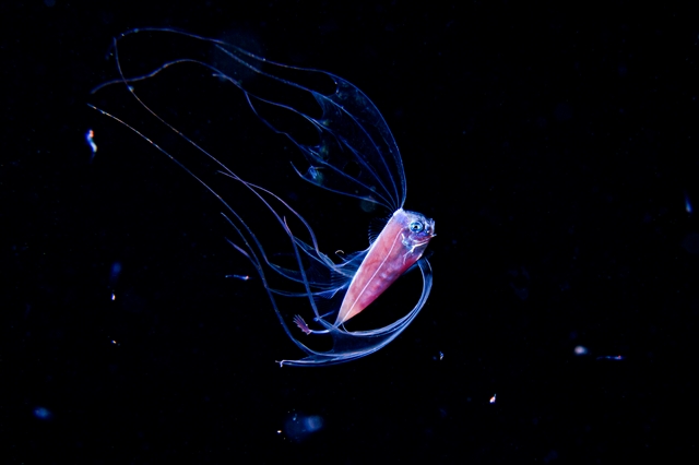 マリアナ海溝　深海生物