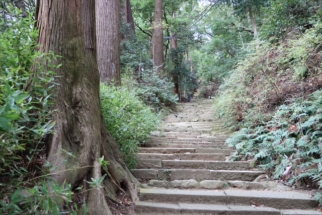 日本三大薬師　推定樹齢850年の幡かけ杉や、ケヤキ、タブノキなどの樹木